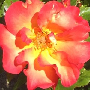 Meet your Posher, Sahvean